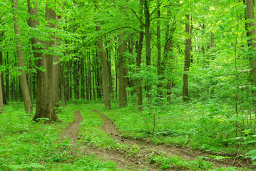 Fototapeta na wymiar leśna ścieżka