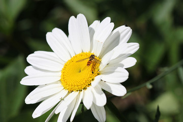 Margeritenblüte