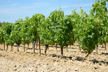 Fototapeta na wymiar Rangée de vignes