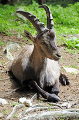 Steinbock
