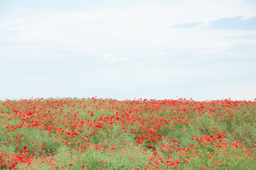 field of red poppies and cloudy sky