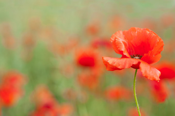 poppy on the meadow