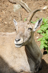 Fototapeta premium Steinbock