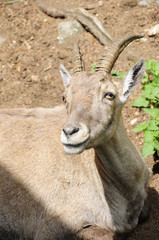 Steinbock