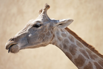 Giraffe