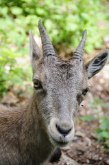 Steinbock