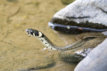 Ringsnake (Natrix Natrix) in the water
