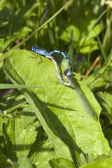 common blue damselflies