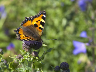 small tortoiseshell butterfly 3