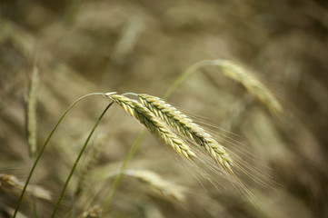 Kłosy © Grzegorz Polak