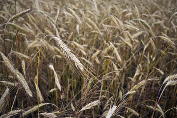 Kłosy zbóż © Grzegorz Polak