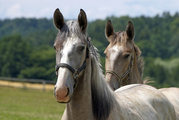Fototapeta premium Horses