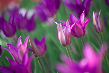 Beautiful pink tulips in garden