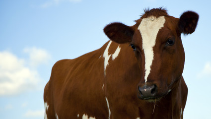 Obraz na płótnie Canvas dutch cow with blues ky