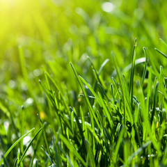 green grass background with sun beam