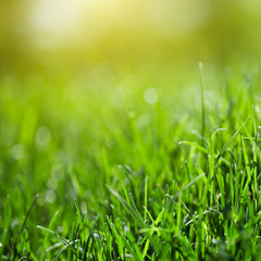 green grass background with sun beam