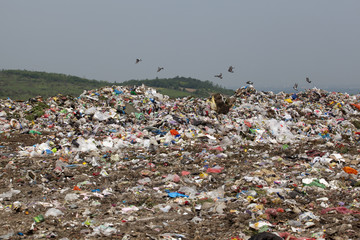 landfill