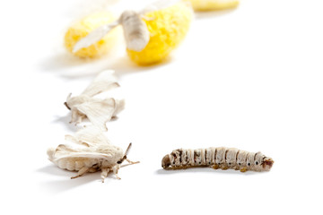 butterfly silkworm cocoon silk worm three stages