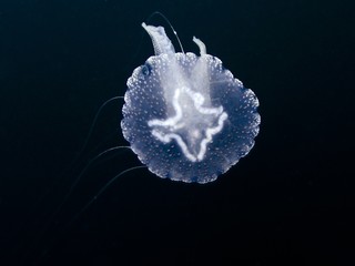 Moon Jellyfish - Aurelia aurita