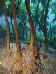 Common Kelp - Ecklonia radiata