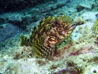 Kelpfish - Chironemus marmoratus