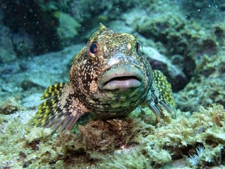 Kelpfish - Chironemus marmoratus
