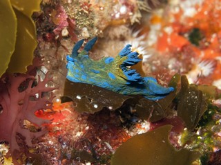 Nudibranch -Tambja verconis