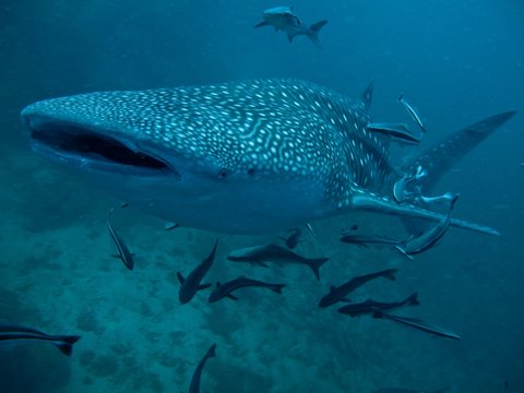 Whale Shark - Rhincodon typus