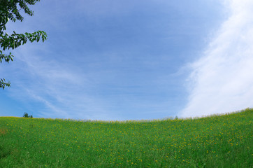 たんぽぽの丘と青空
