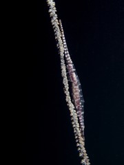 Sawblade Shrimp - Tozeuma armatum