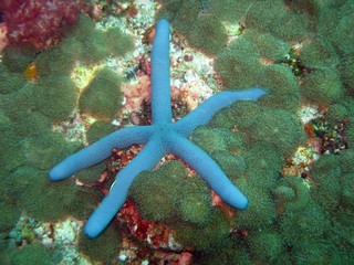 Starfish - Linckia sp.