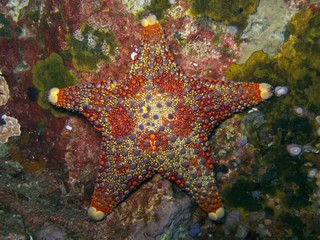 Obraz premium Firebrick Starfish - Asterodiscides truncatus