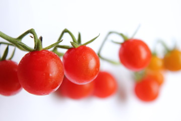 マイクロトマト