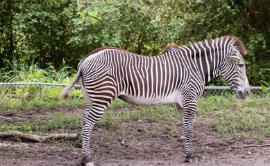 Zebra