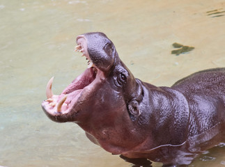 Hungry Hippo