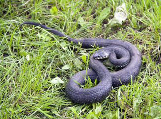Snake on a green lawn
