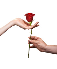 man's hand giving a rose to a woman who carefuly takes it
