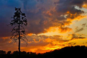 Pine tree and colorful sky