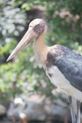 painted stork or Mycteria leucocephala