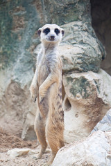 Fototapeta premium Meerkat