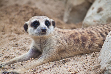 Meerkat