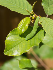 Brimstone Butterfly Caterpillar