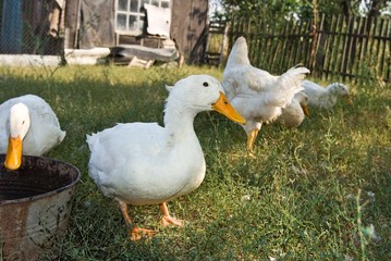 white ducks in a grass