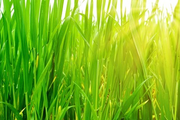 green grass in a rays of sun