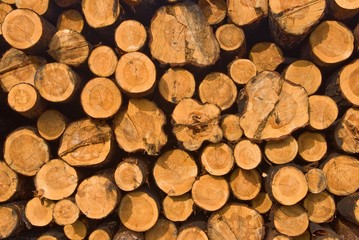 woodpile as a background