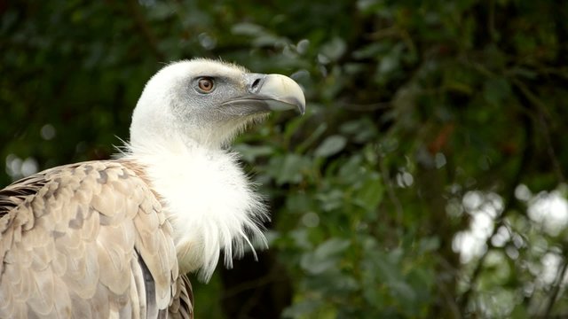 vautour fauve