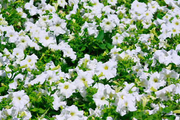 The summer garden bed with white flowers