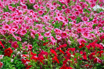 The summer garden bed with red and pink flowers