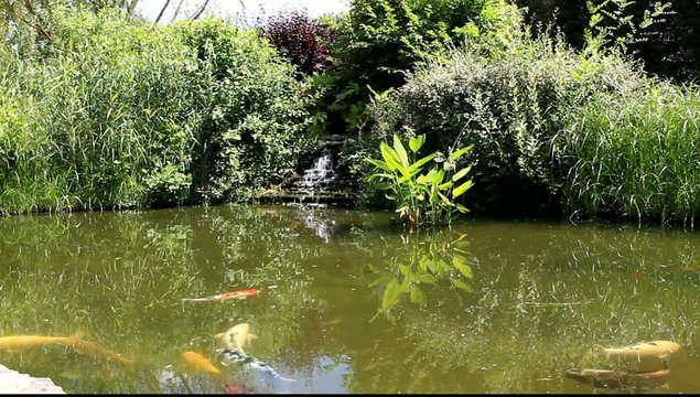bassin de jardin aquatique et carpes ko&iuml;s