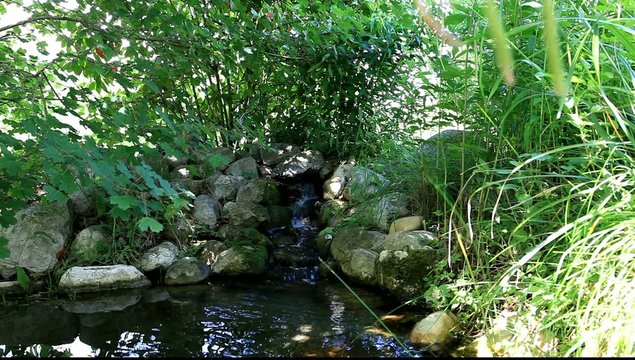 bassin de jardin aquatique japonais